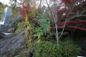 20161120杜の遊歩道の紅葉が見ごろを迎えています　ヤマノイモ（山の芋） (1)